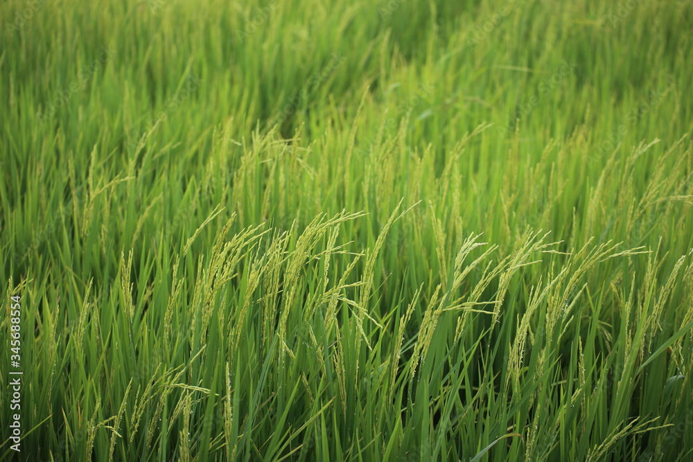 Rice fields in Rayong at Thailand Rice fields in Rayong at Thailand