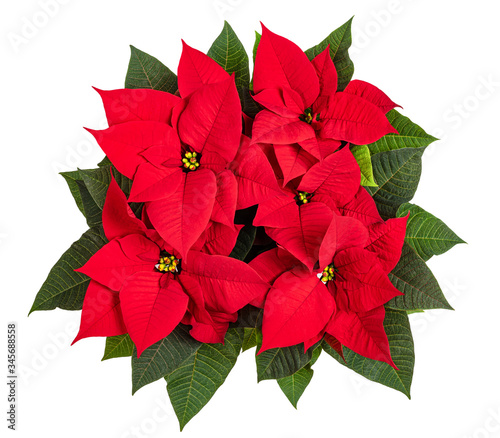 Red poinsettia