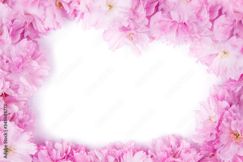 Spring pink sakura flowers frame