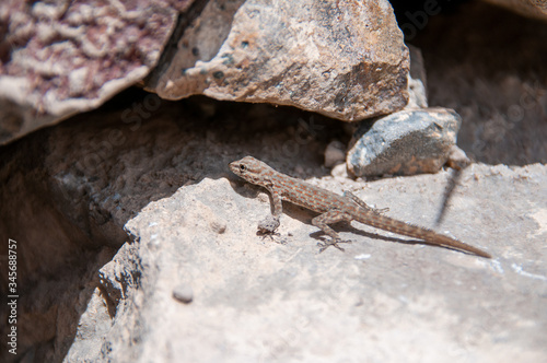 Desert lizard in rocks, Oman photo