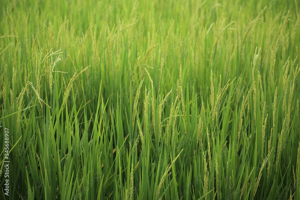 Rice fields in Rayong at Thailand Rice fields in Rayong at Thailand