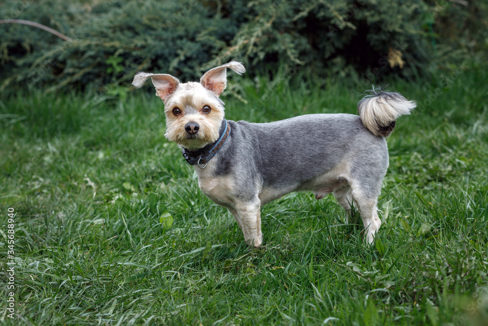 A small trimmed Yorkshire Terrier poses in the garden. Yorkshire dog. A small trimmed Yorkshire Terrier poses in the garden. Yorkshire dog.