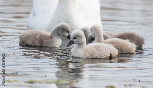Beautiful swan chicks on a lake