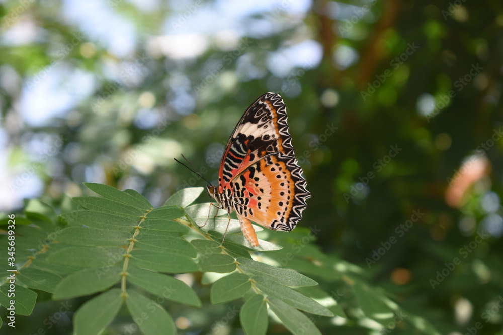Obraz premium butterfly on tree