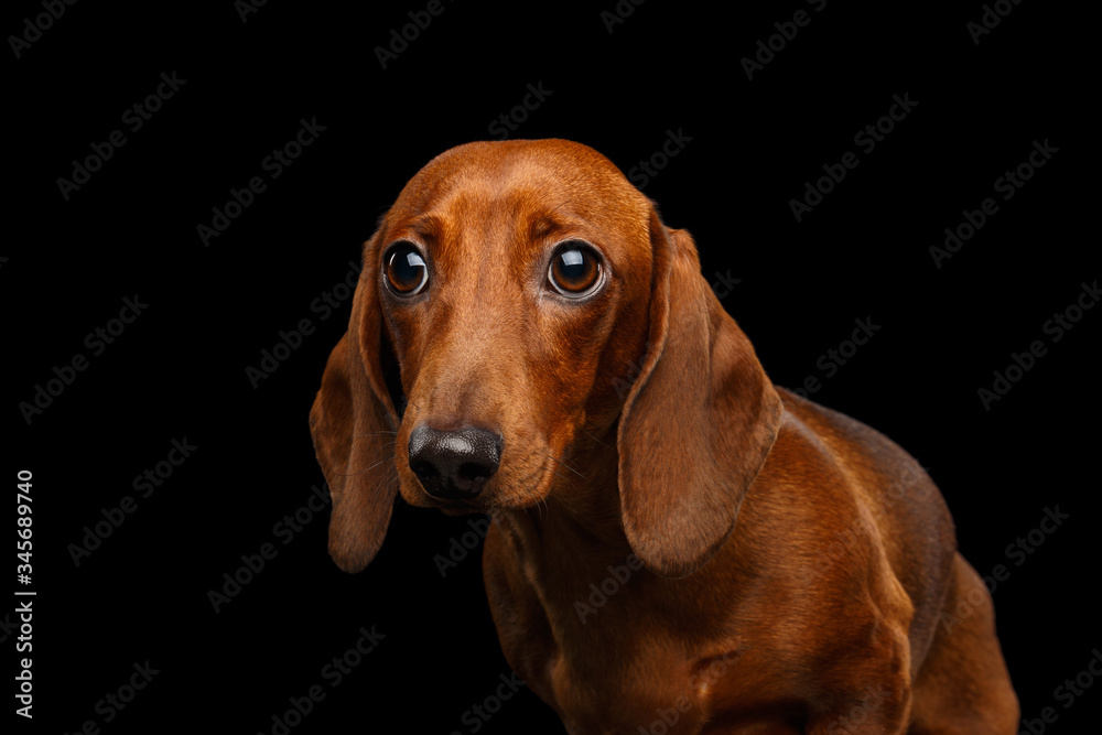 Portrait of Sad Red Dachshund Dog on isolated black background