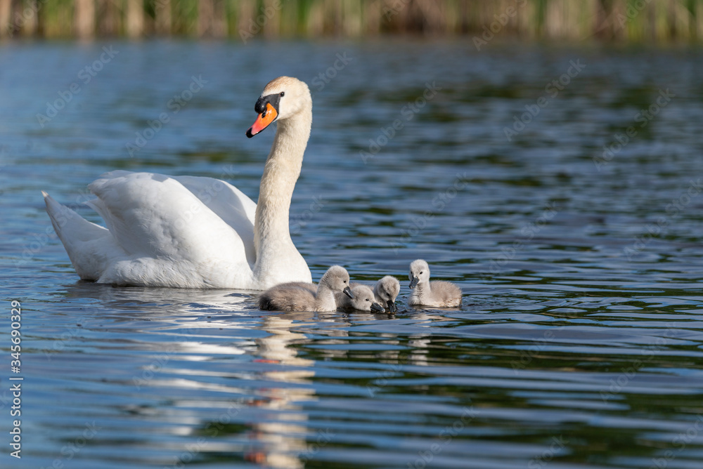 Fototapeta Beautiful swan family on the lake