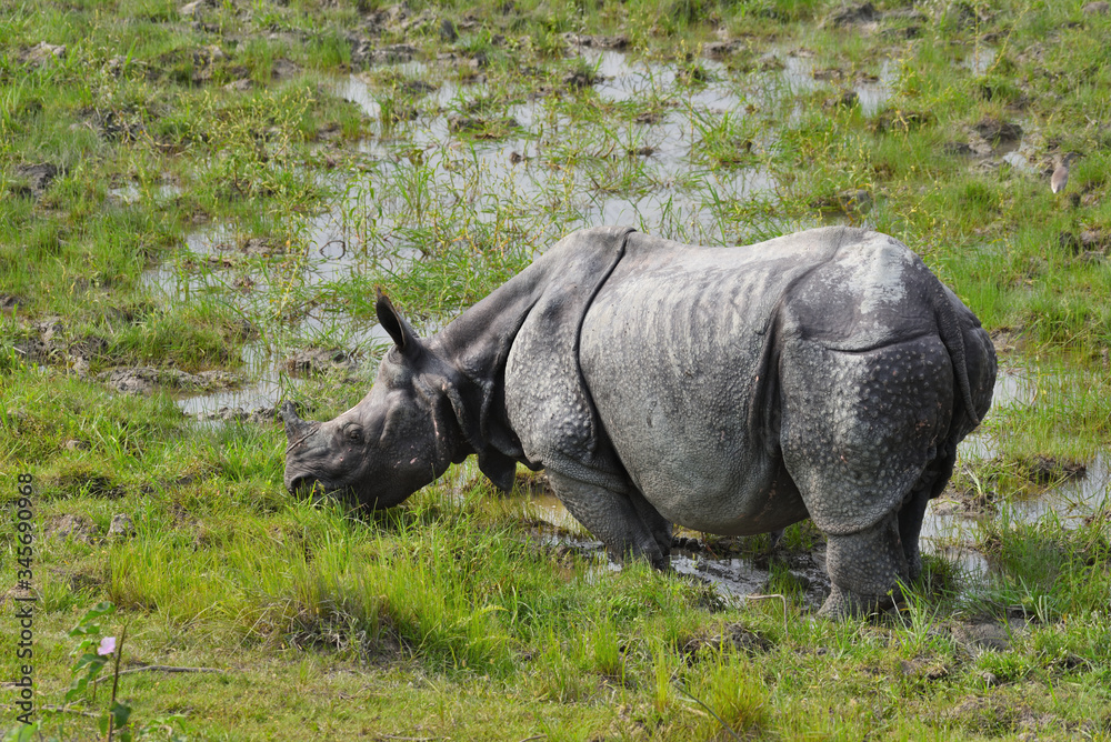 Fototapeta premium rhino in the grass