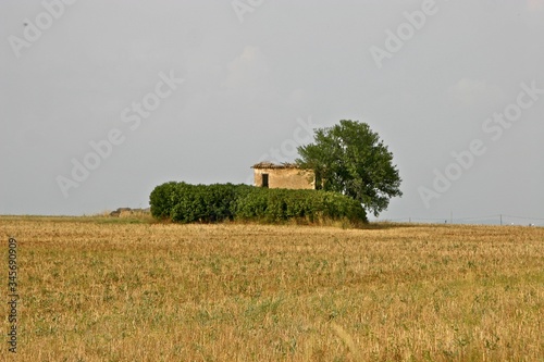 cabanon dans le champ de ble   - plateau de Valensole