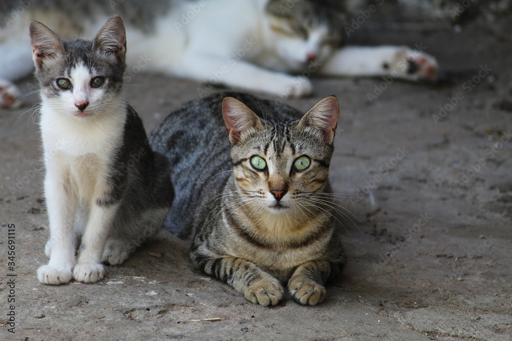 cat and kitten cat and kitten