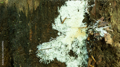 Fungal mycelium on a tree trunk. mass of branched and filiform hyphae. Calabria, Italy. photo