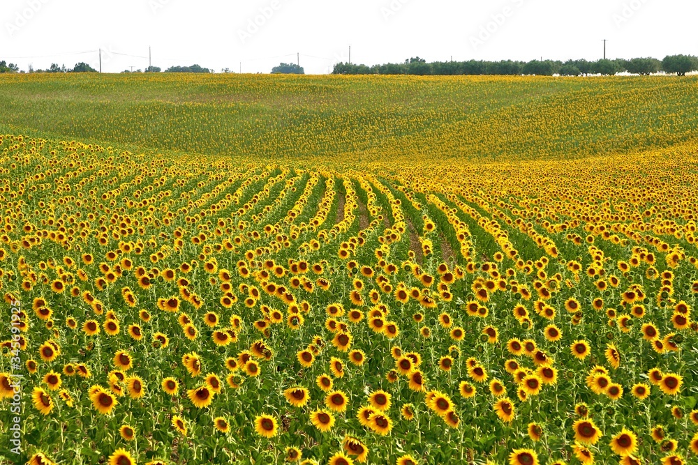 Fototapeta premium Champ de tournesols