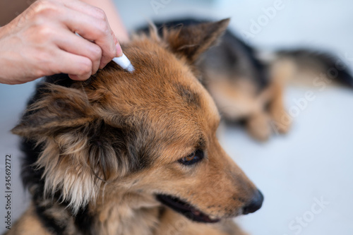 Foto Woman hand applying topical drug selamectin on head skin of Thai dog to treat pa