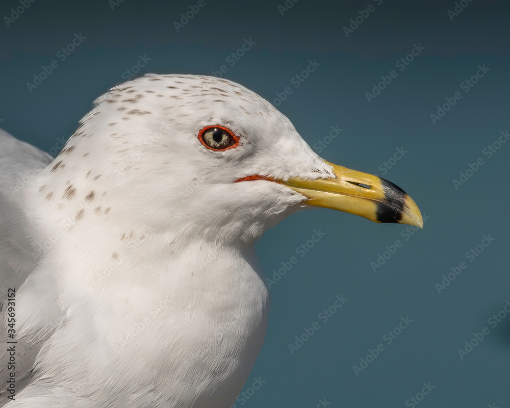 Ring billed gull - close up of the face Ring billed gull - close up of the face