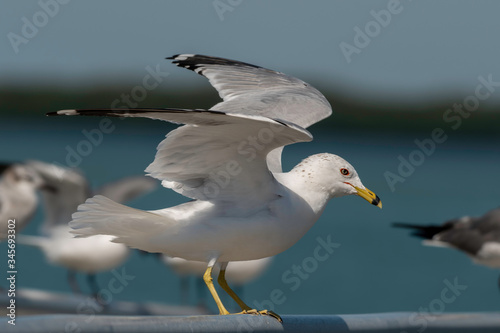 Full body view of a ring billed gull photo