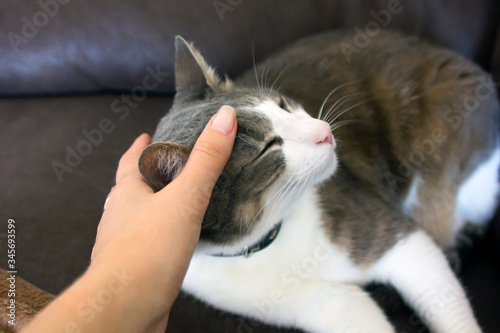 Human hand petting a white gray adult cat head. Love to animals. happy cat lovely comfortable sleeping by the woman stroking hand grip at.