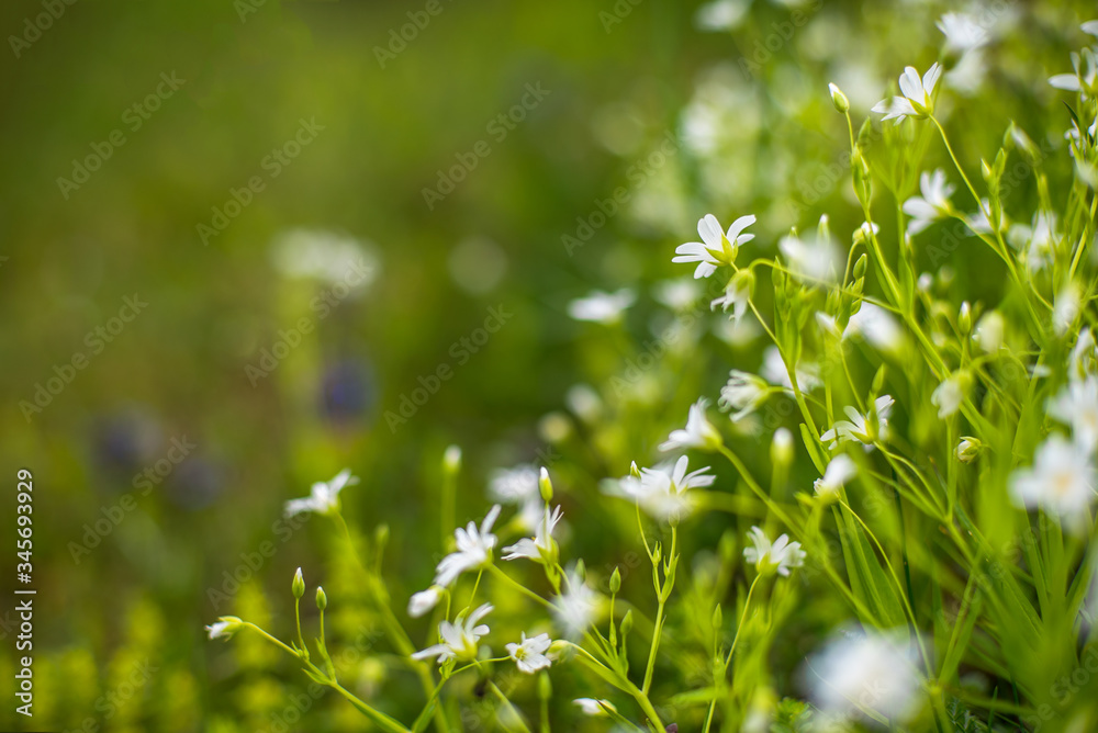 little white flowers on a blurred green background. mountain plants. little white flowers on a blurred green background. mountain plants.