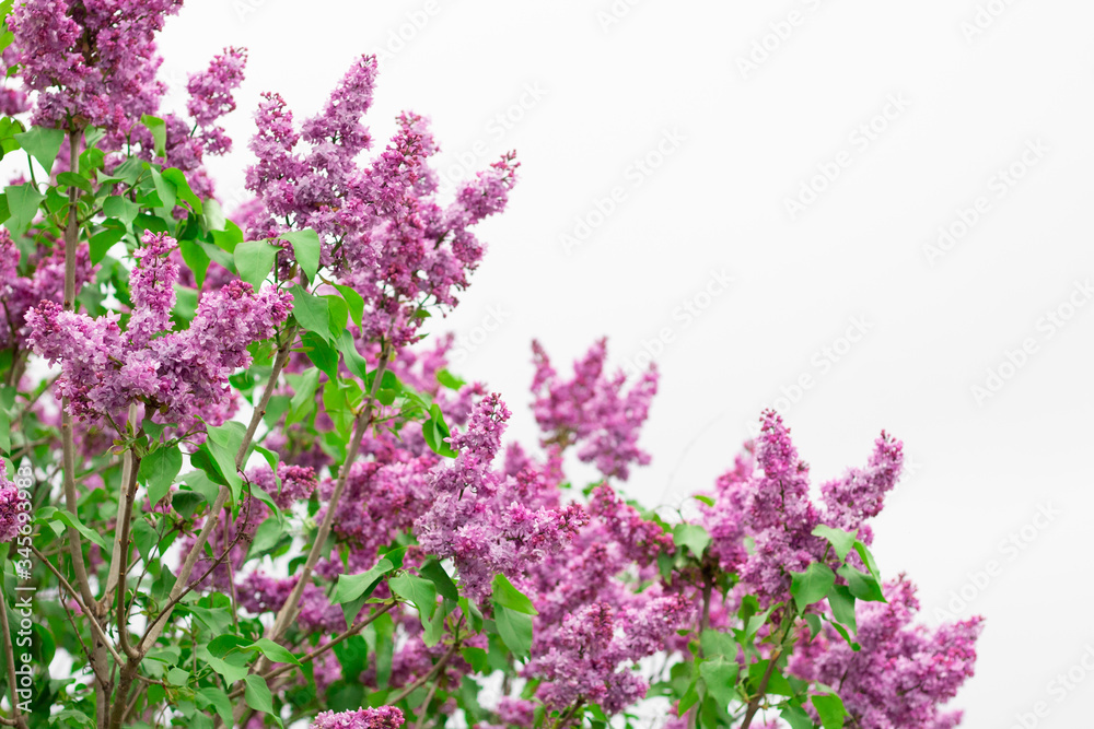 Spring blooming lilac against the white-gray sky