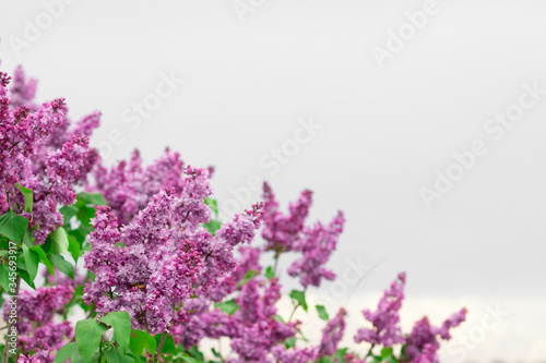 Spring blooming lilac against the white-gray sky