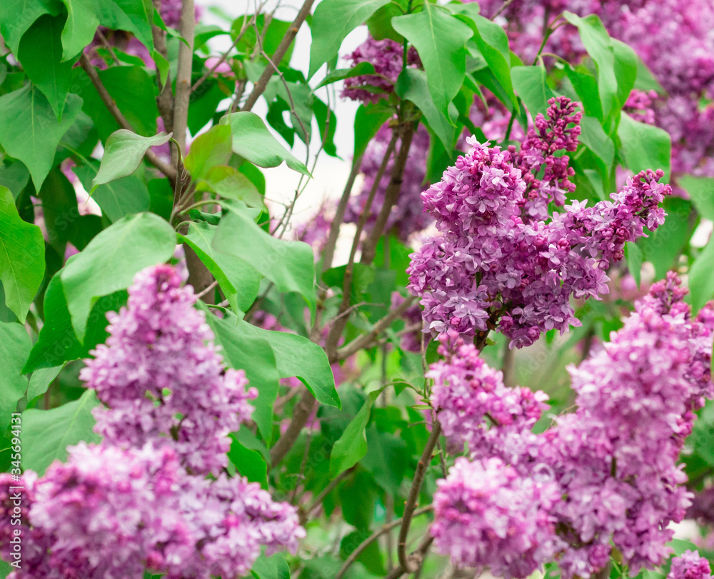 Spring blooming lilac against the white-gray sky Spring blooming lilac against the white-gray sky