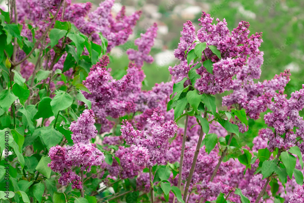 Obraz premium Spring blooming lilac against the white-gray sky