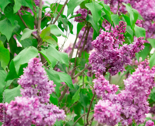 Spring blooming lilac against the white-gray sky