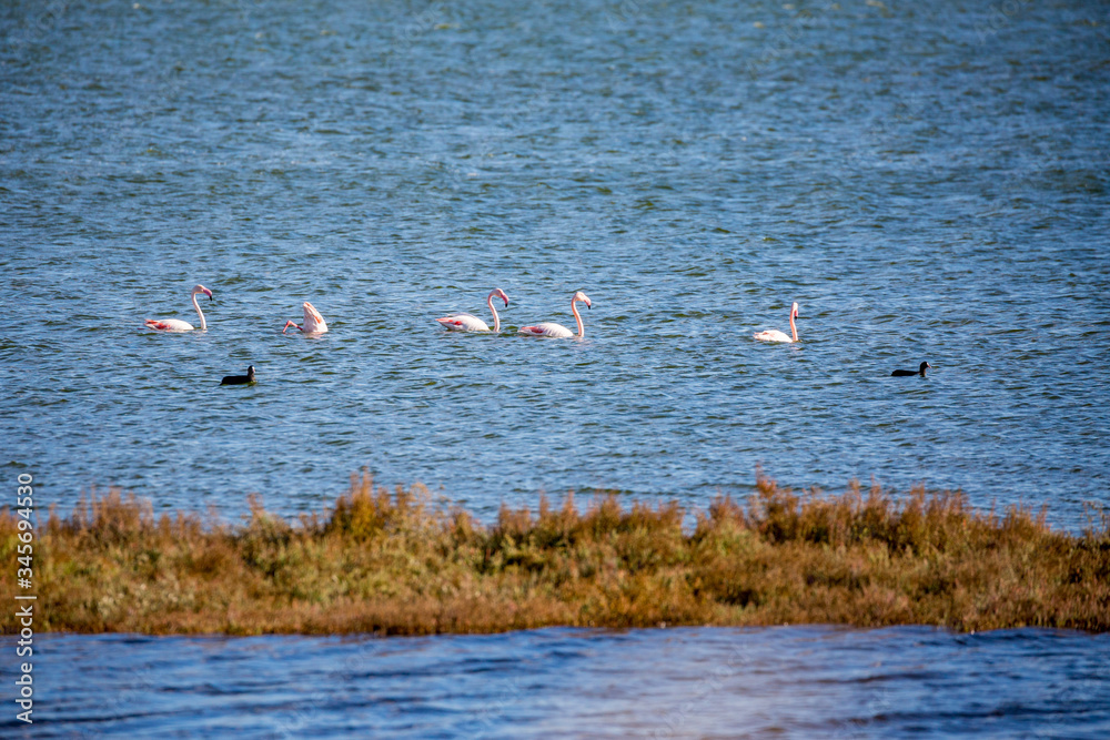 Lake Vistonida near Porto Lagos, Northern Greece, flock of five flamingos floating on the water, shallow focus depth of field