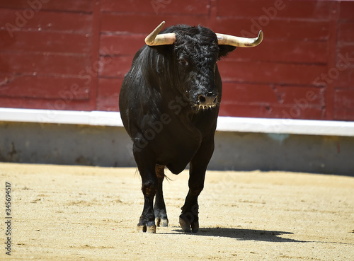 a strong bull on the spanish cattle farm