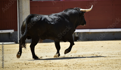 un poderoso toro español con grandes cuernos en un tradicional espectáculo de toreo en una plaza de toros