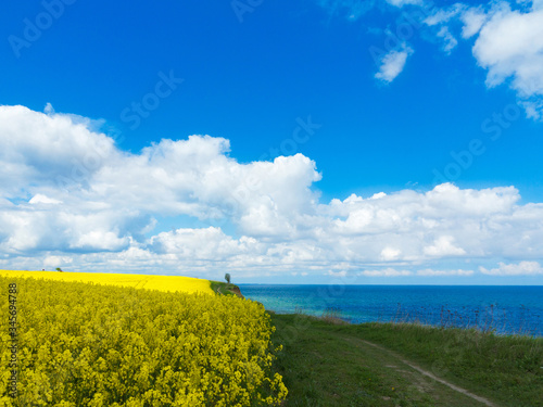 footpath between the steep bank of the baltic sea and a flowering rape field with a view of the sea