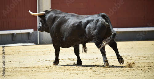 a aggressive bull in the traditional spectacle of bullfight