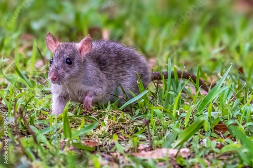 Rat with a long tail in a neighborhood back yard - Florida