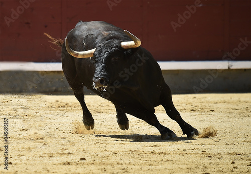 a aggressive bull in the traditional spectacle of bullfight