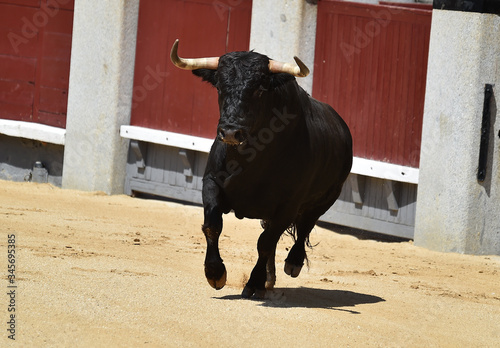 a aggressive bull in the traditional spectacle of bullfight