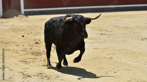 un poderoso toro español con grandes cuernos en un tradicional espectáculo de toreo en una plaza de toros