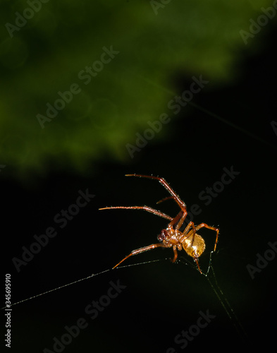 Close up of a marbled orbweaver spider working on its web photo