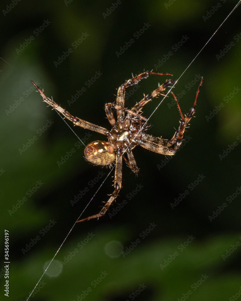 A furrow orbweaver spider climbs a strand of silk in a Pennsylvania meadow A furrow orbweaver spider climbs a strand of silk in a Pennsylvania meadow