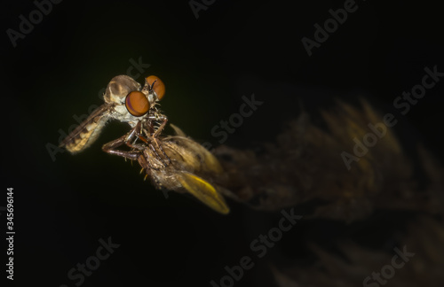 A robber fly rests on a plant in the wild photo