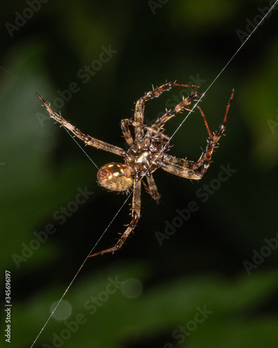 A furrow orbweaver spider climbs a strand of silk in a Pennsylvania meadow