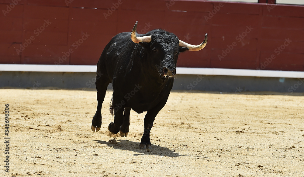 a aggressive bull in the traditional spectacle of bullfight a aggressive bull in the traditional spectacle of bullfight