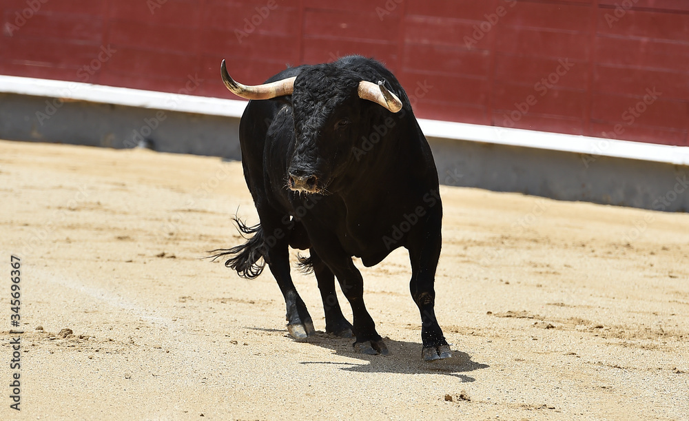 a aggressive bull in the traditional spectacle of bullfight a aggressive bull in the traditional spectacle of bullfight
