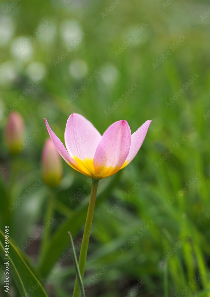 Pink botanical tulip on a natural green background