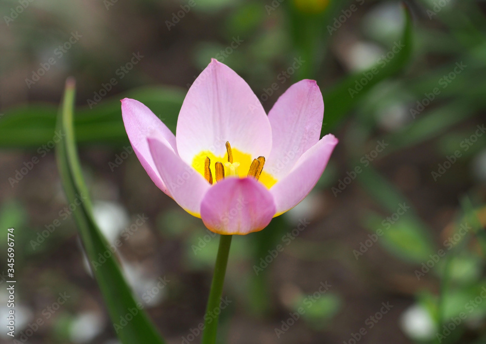 Pink botanical tulip on a natural green background Pink botanical tulip on a natural green background