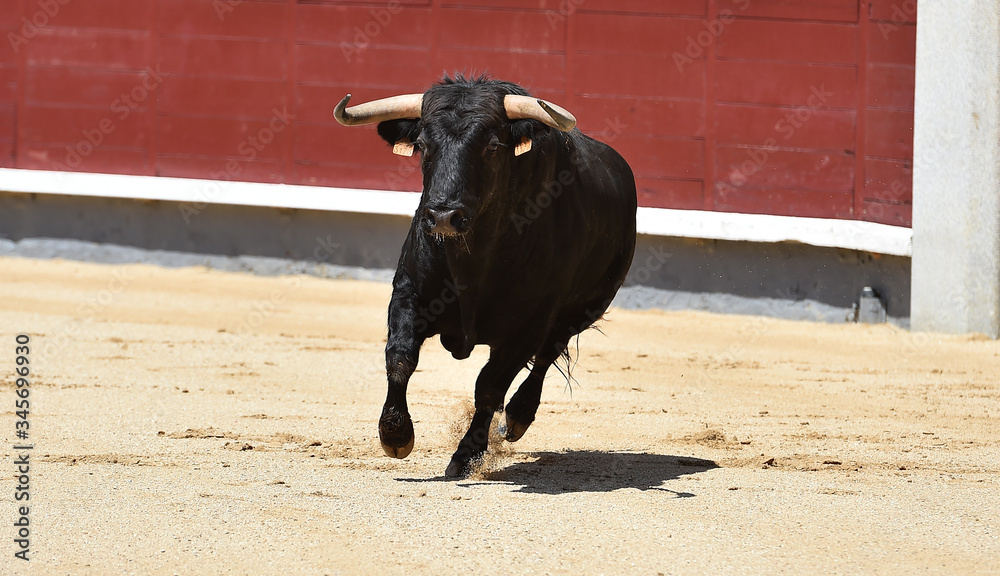 a aggressive bull in the traditional spectacle of bullfight a aggressive bull in the traditional spectacle of bullfight