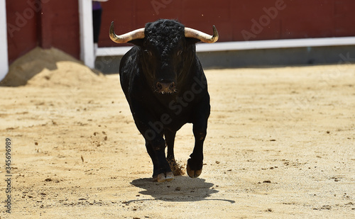 a furious bull with big horns in a traditional spectacle of bullfight