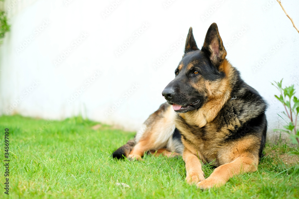 German shepherd dog on grass German shepherd dog on grass