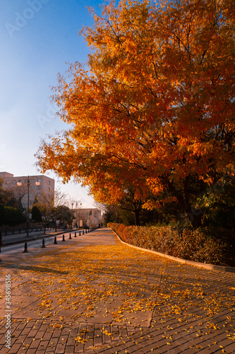 autumn in the city park photo