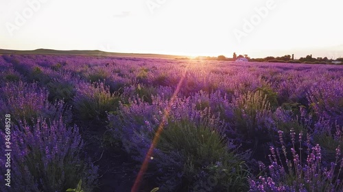 Lavender blooming flowers bright purple field aerial view drone flying back with blue sky sunset. Smooth rows of lavender plants. Last rays of sun. Lens flare. Lavender Oil Production. Aromatherapy