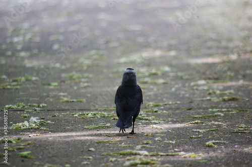 A walking crow.