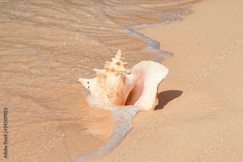 seashell on sand