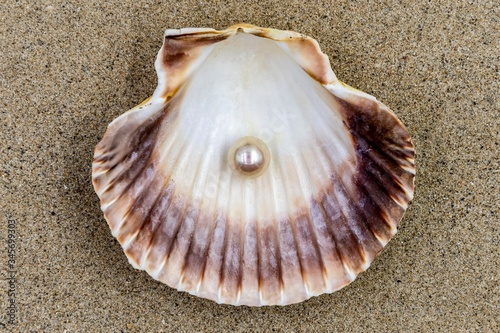 Shell with beautiful pearl inside